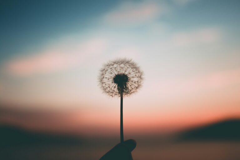 Pusteblume vor pastellfarbenem Himmel